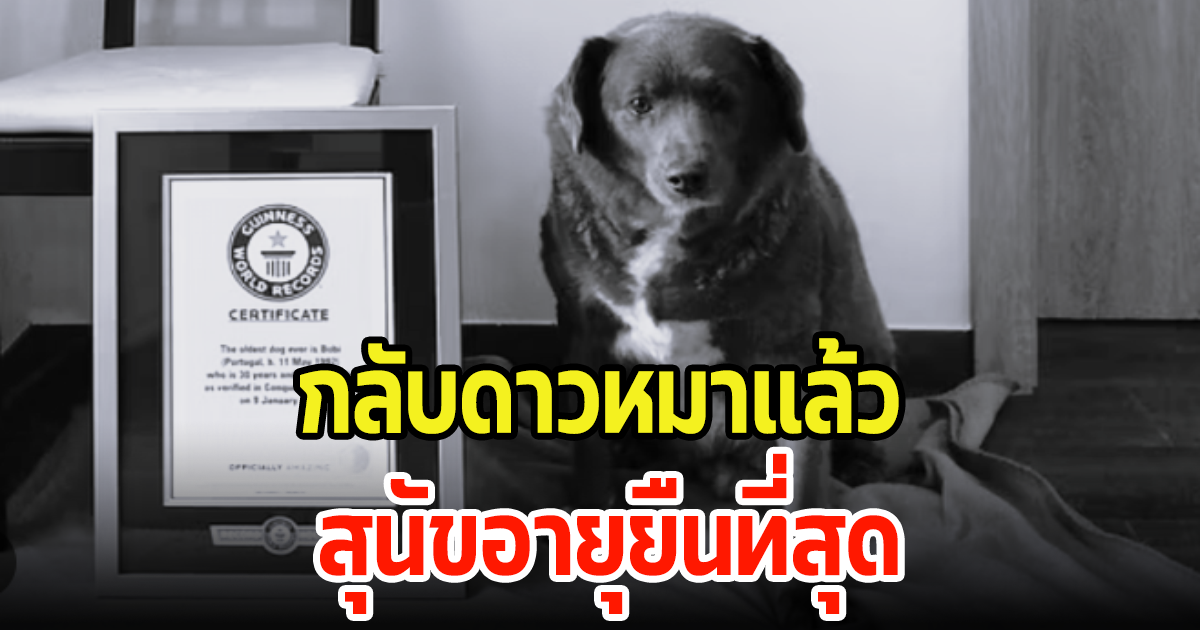 ชาวเน็ตสุดเศร้า เจ้าโบบี สุนัขอายุยืนที่สุดในโลกกลับดาวหมาแล้ว พร้อมเผยวิธีเลี้ยงทำไมมีชีวิตอยู่ได้นาน