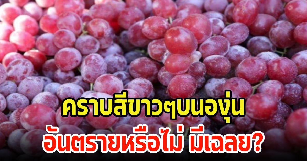 เฉลยแล้ว คราบสีขาวๆบนองุ่น อันตรายหรือไม่ พร้อมแนะวิธีล้างที่ถูกต้อง