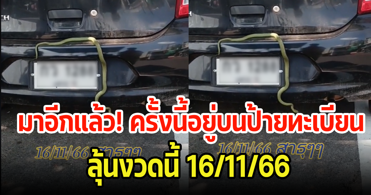 มาอีกแล้ว! ครั้งนี้งูเลื้อยบนป้ายทะเบียนรถ เห็นเลขเต็มๆ ลั่นได้โชคแน่ 16 พ.ย. 66