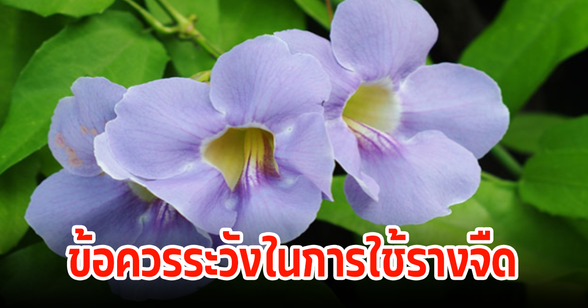 10  สรรพคุณรางจืด ที่หลายคนทราบดี และข้อควรระวังที่ทุกคนต้องรู้