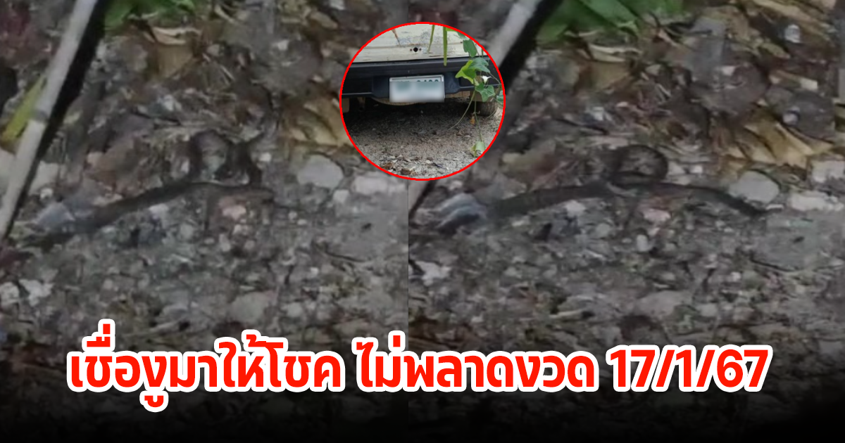 โค้งสุดท้าย! แห่ส่องเลขทะเบียนรถ หลังงู 2 ตัวกำลังพลอดรักกันข้างรถตู้ ลุ้นงวดนี้17/1/67