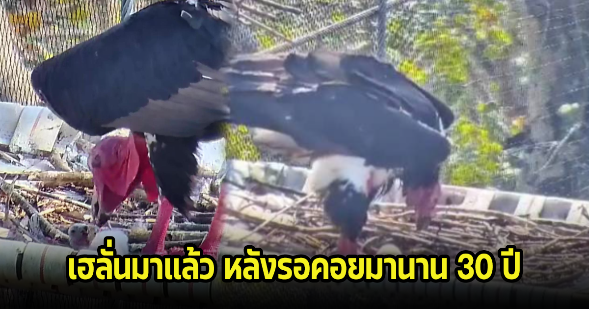 เฮลั่น! ลูกพญาแร้งตัวแรกในรอบ 30 ปี ออกจากไข่แล้ว หลังสูญพันธ์ไปนาน