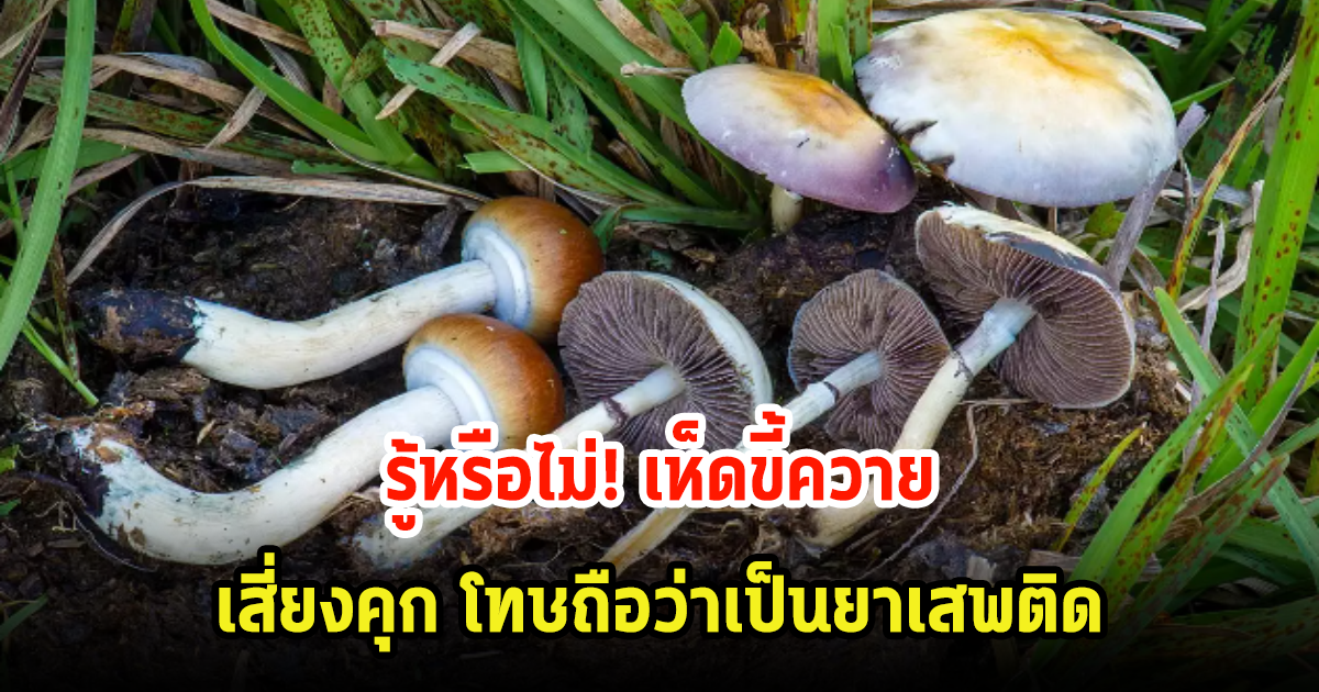 เปิดโทษ! เห็ดขี้ควาย ถือเป็นยาเสพติด หากใครเป็นผู้ขาย-ผู้เสพ รับโทษหมด