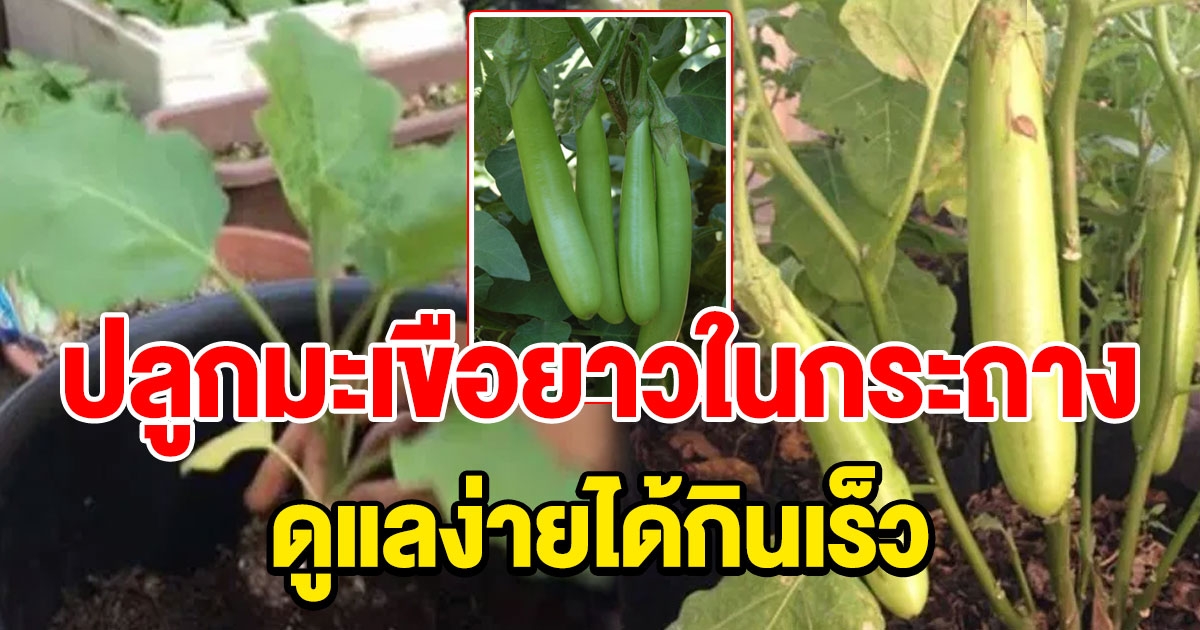 เทคนิคปลูกมะเขือยาวในกระถาง