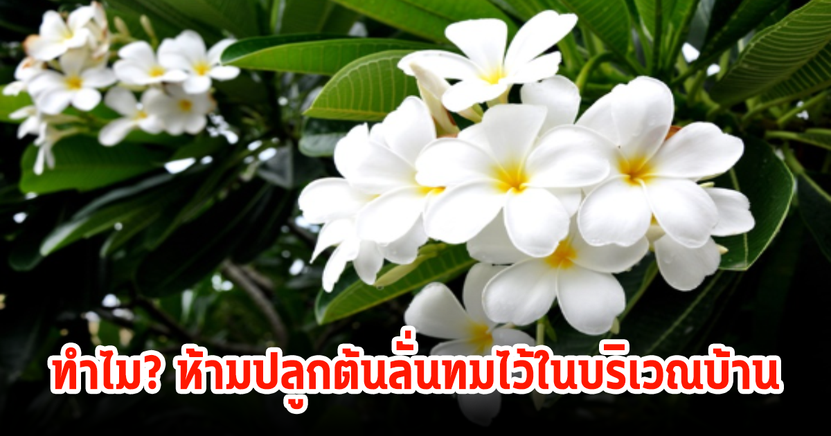 ทำไม? ห้ามปลูกต้นลั่นทมไว้ในบริเวณบ้าน