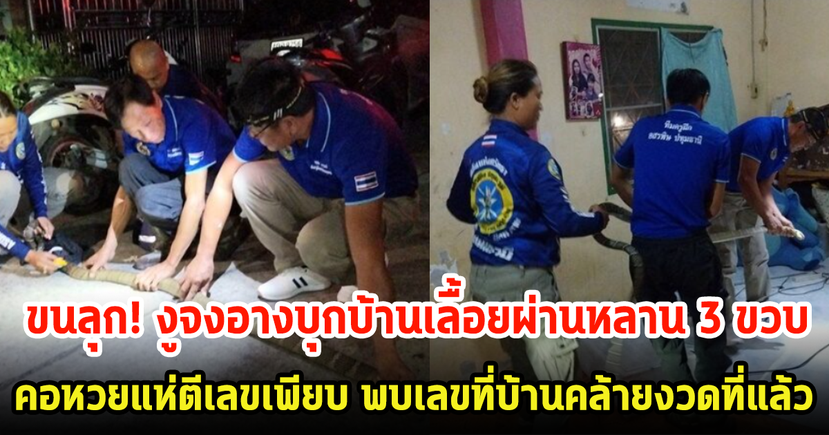 ขนลุก! งูจงอาง 3 เมตร บุกบ้านเลื่อยผ่านเด็ก 3 ขวบ ชาวบ้านแห่ตีเลขสนั่น พบเลขที่บ้านคล้ายงวดที่แล้ว