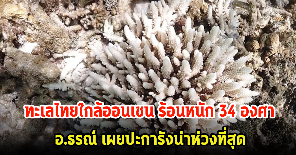 ทะเลไทยใกล้ออนเซน ร้อนหนัก 34°C อ.ธรณ์ เผยปะการังน่าห่วงที่สุด
