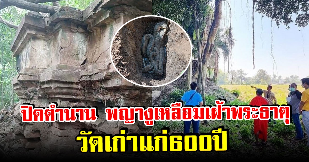 ปิดตำนาน พญางูเหลือมเฝ้าพระธาตุ วัดเก่าแก่600ปี