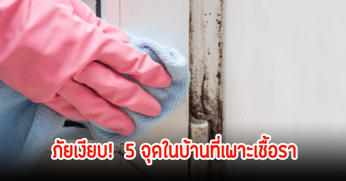 ภัยเงียบ! 5 จุดในบ้านที่เพาะเชื้อรา อันตรายก่อให้เกิดพิษพาโรคร้ายสู่ครอบครัว