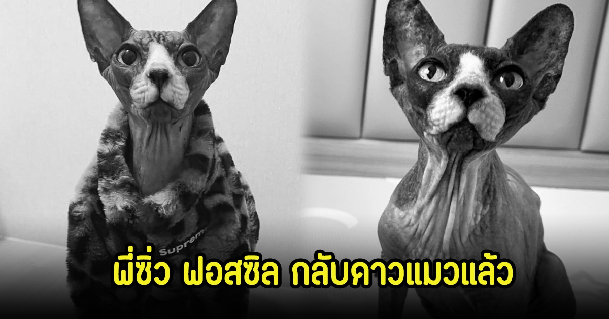 แฟนๆเศร้า! พี่ซิ่ว ฟอสซิล กลับดาวแมวไปอยู่กับพี่เฉโปแล้ว