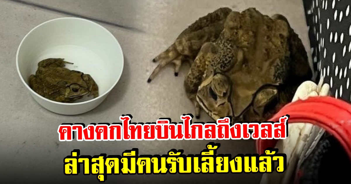 คางคกไทยบินไกลถึงเวลส์ หลังหลบในกระเป๋าน.ศ. ล่าสุดมีคนรับเลี้ยงแล้ว