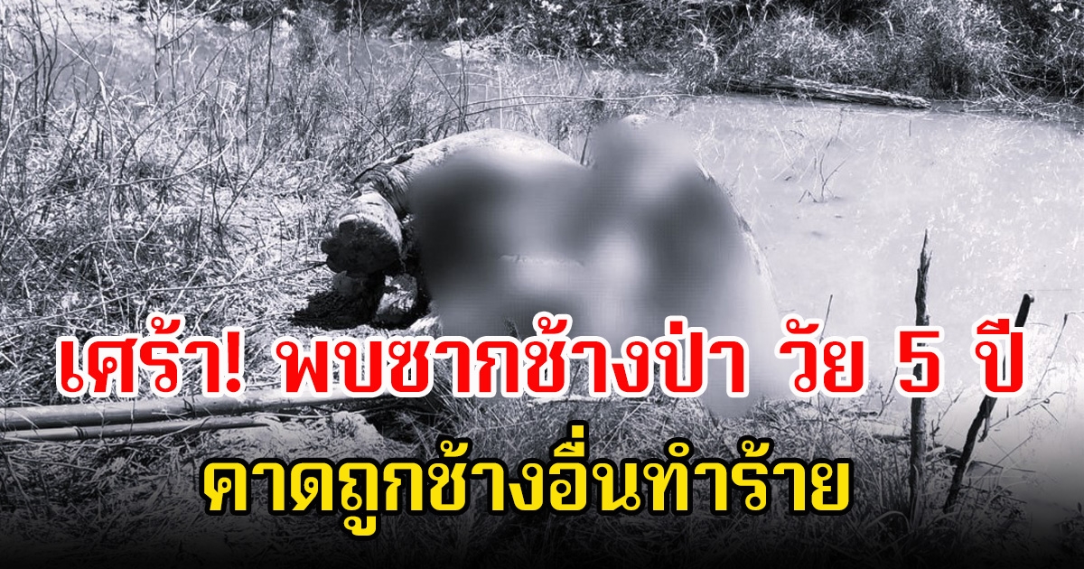 เศร้า! พบซากช้างป่า วัย 5 ปี เจ้าหน้าที่อุทยานแก่งกระจานตรวจสอบสาเหตุแล้ว