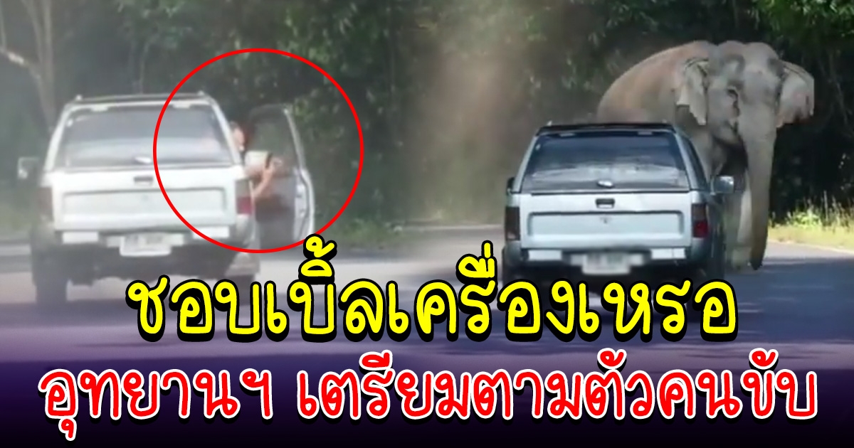 งานเข้าแล้ว อุทยานเขาใหญ่เตรียมตามตัว หนุ่มเบิ้ลเครื่องท้าทายช้างป่า