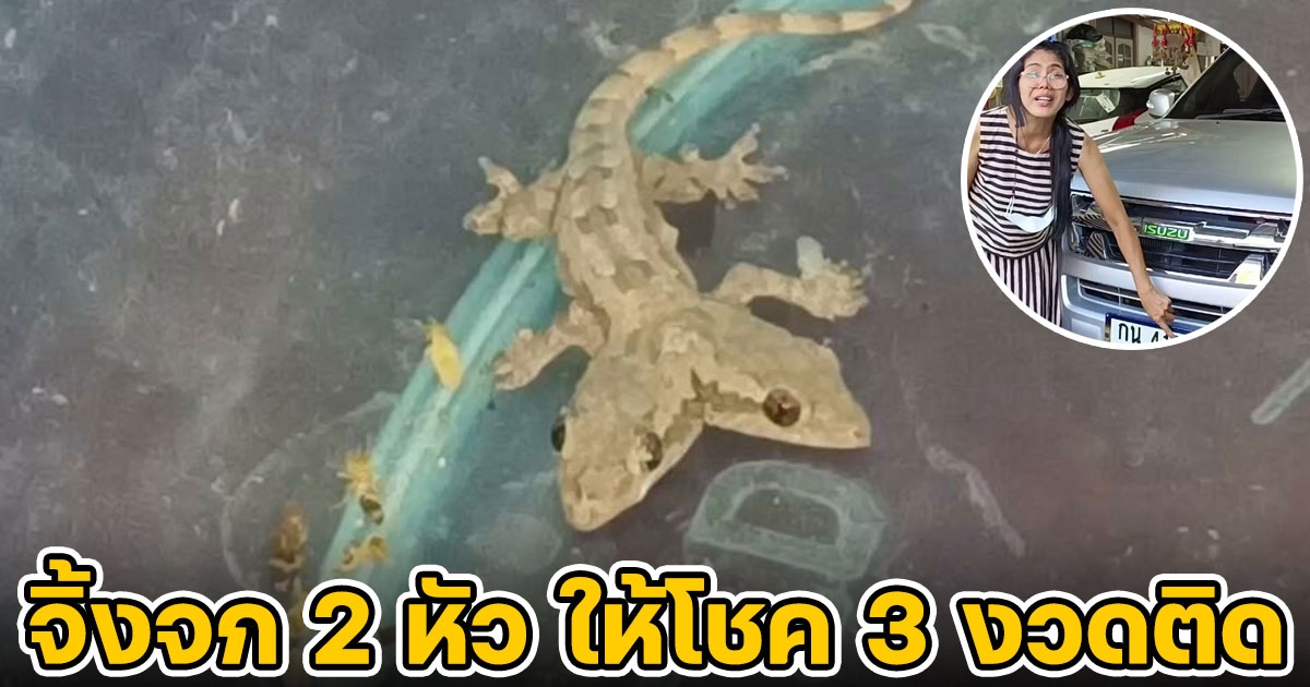 เจ้าของอู่ซ่อม พบจิ้งจก 2 หัว ทะเบียนรถเลขออก 3 งวดติด
