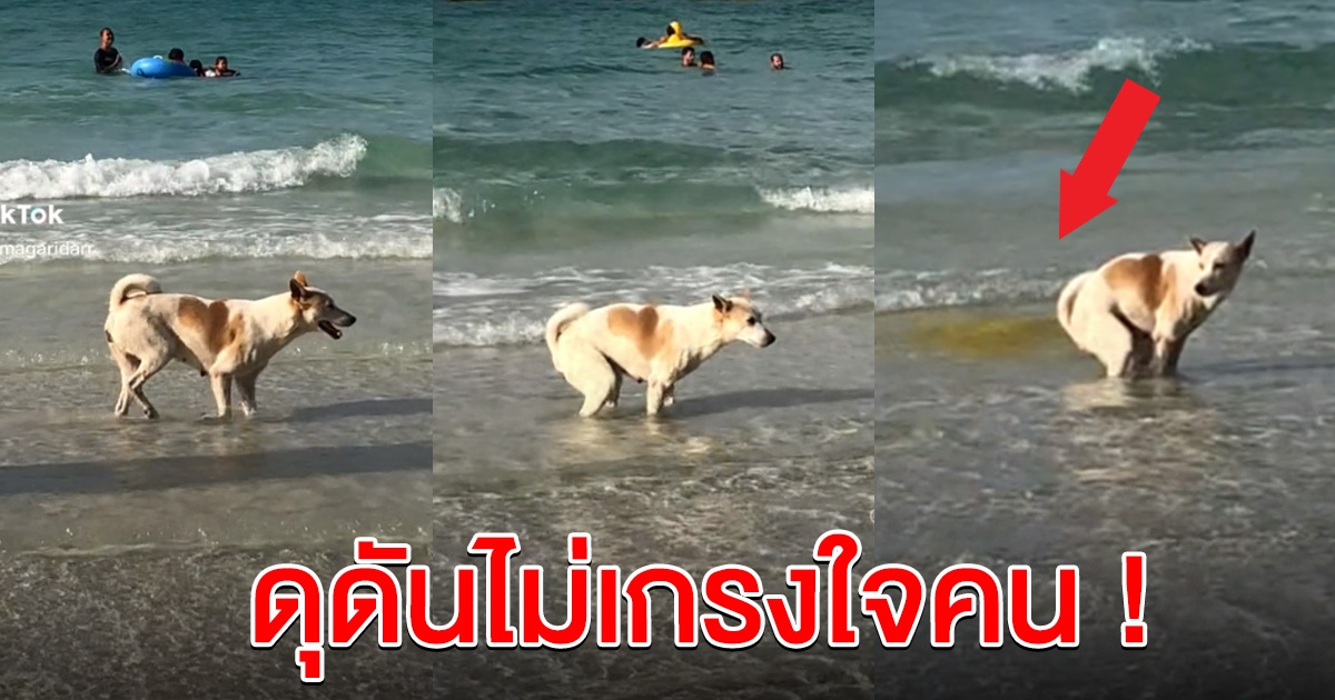 สาวถ่ายคลิป เห็นสุนัขลงทะเล นึกว่าจะเล่นน้ำ สุดท้ายข้าวแทบพุ่ง