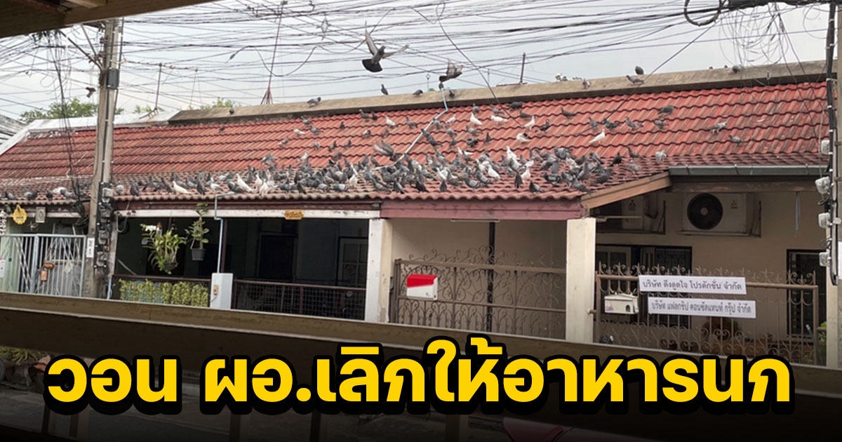 ผอ.โรงเรียนดัง ให้อาหารนกพิราบ เพื่อนบ้านเดือดร้อนเกือบ 40 หลัง