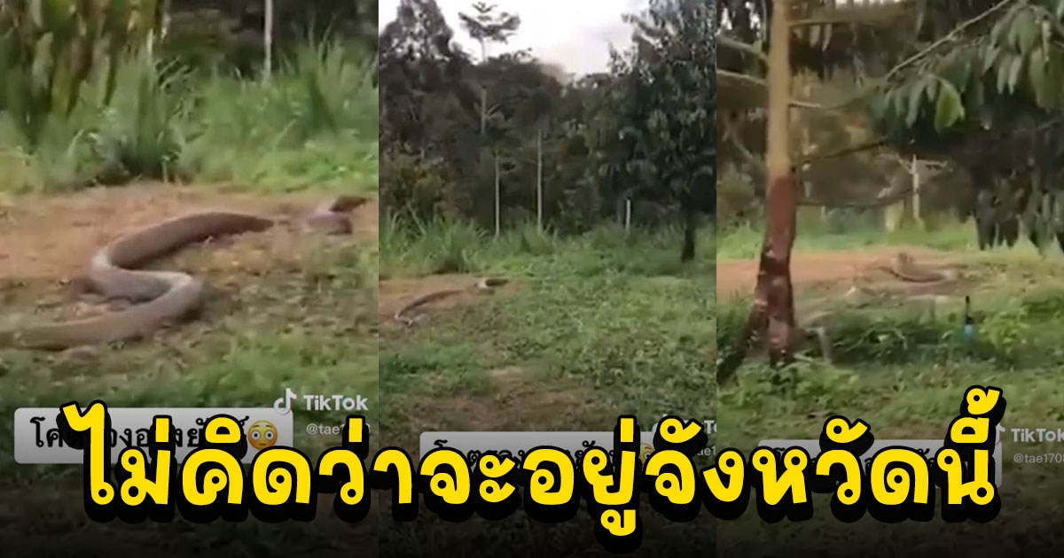 ชาวบ้านแตกฮือ เพิ่งเคยเจอโคตรงูจงอาง ซูมออกยังเป็นเมตร
