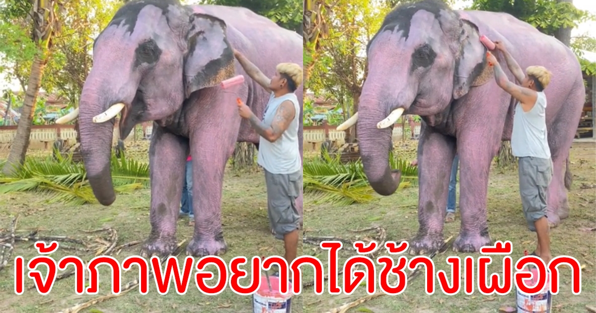 เมื่อเจ้าภาพ อยากได้ช้างเผือก ควาญช้างเลยปิ้งไอเดีย