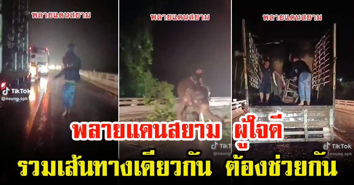 คราญช้างเผยคลิป พี่แดนสยามเป็นพระเอกมาช่วย ทำเอาชาวเน็ตเอ็นดูความแสนรู้