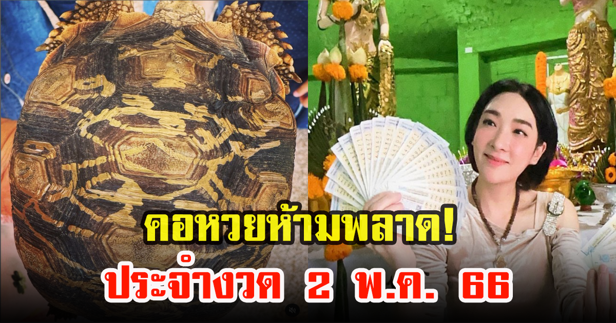เฟี้ยว์ฟ้าว เผยเจอเต่าหลง คอหวย แห่ส่องเลข งวด 2 พ.ค. 66