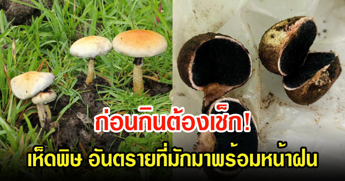 4 เห็ดพิษ อันตรายที่มักมาพร้อมหน้าฝนในไทย ระบาดหนัก ก่อนกินต้องเช็กให้ดี