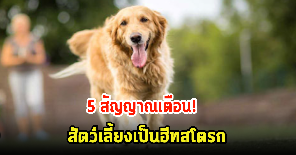 5 สัญญาณเตือน สัตว์เลี้ยงเป็นฮีทสโตรก