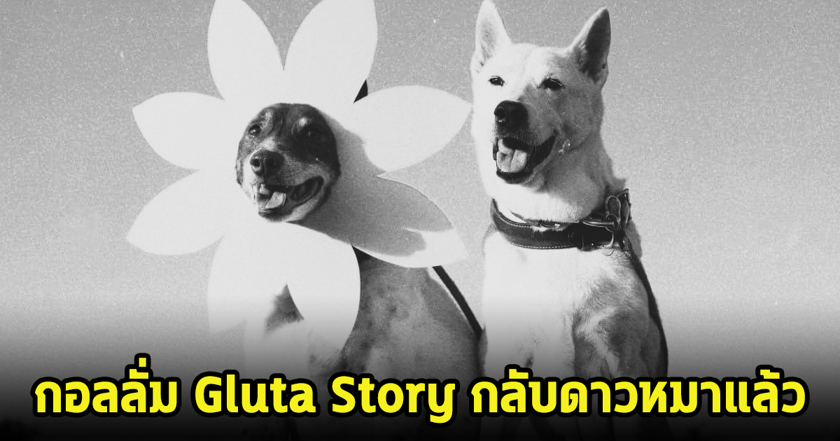 แฟนๆเศร้า กอลลั่ม Gluta Story กลับดาวหมาแล้ว