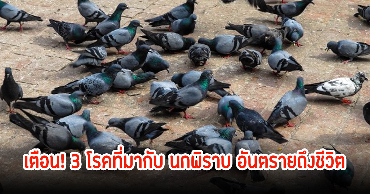 เตือน! 3 โรคที่มากับ นกพิราบ อันตรายถึงชีวิต