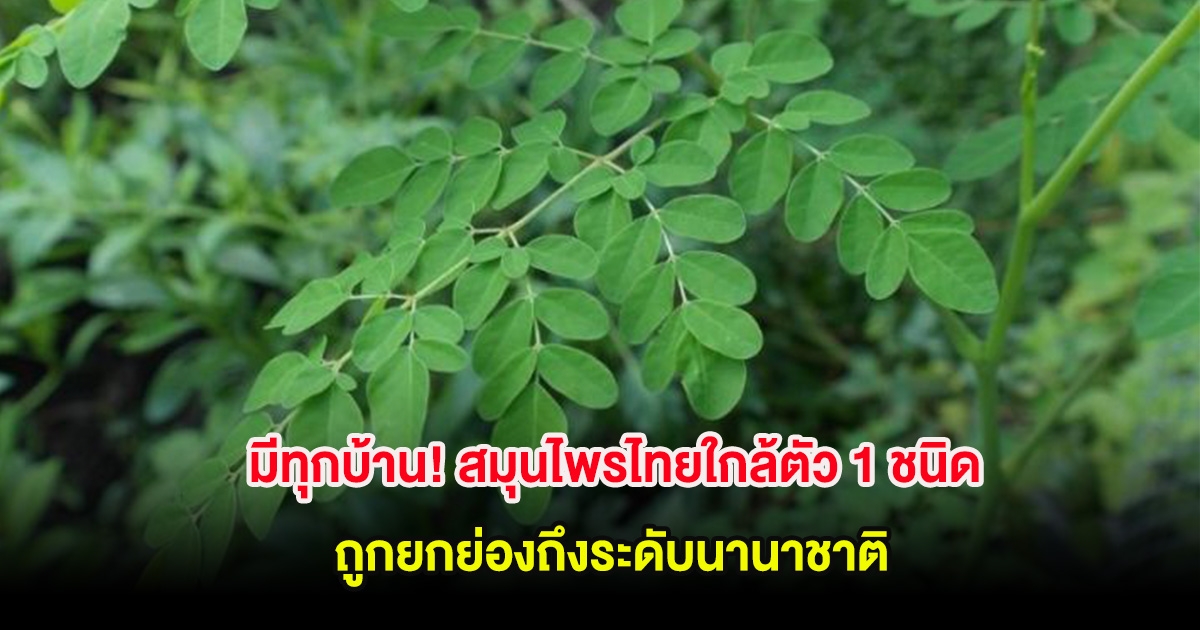 มีทุกบ้าน! สมุนไพรไทยใกล้ตัว 1 ชนิด ถูกยกย่องถึงระดับนานาชาติ
