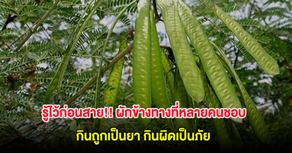 รู้ไว้ก่อนสาย!! ผักข้างทางที่หลายคนชอบ กินถูกเป็นยา กินผิดเป็นภัย