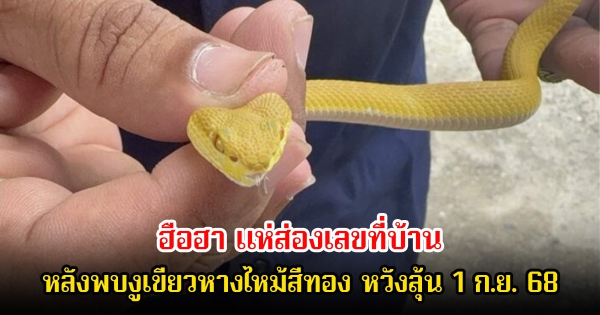 ฮือฮา แห่ส่องเลขที่บ้าน หลังกลางดึกเจองูเหลือม หวั่นไม่ปลอดภัยตรวจรอบบ้านพบงูเขียวหางไหม้สีทอง หวังลุ้น 1 ก.ย. 68