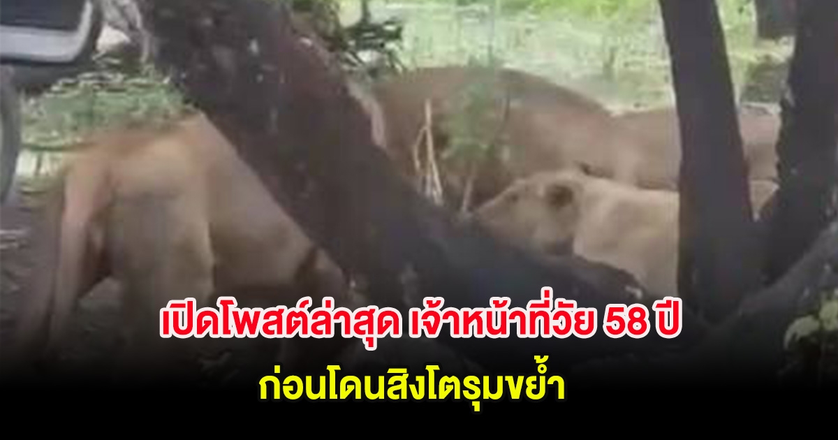 เปิดโพสต์ล่าสุด เจ้าหน้าที่วัย 58 ปี ก่อนโดนสิงโตรุมขย้ำ