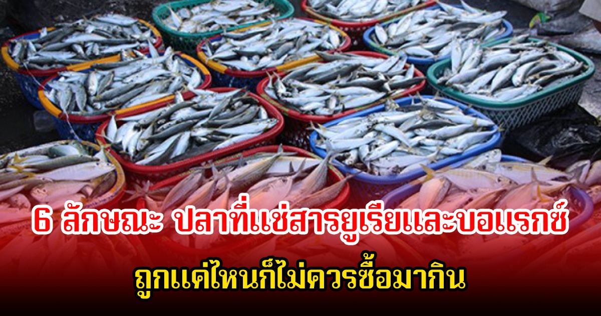 ระวัง! 6 ลักษณะ ปลาที่แช่สารอันตราย ถูกแค่ไหนก็ไม่ควรซื้อมากิน เสี่ยงต่อสุขภาพมาก