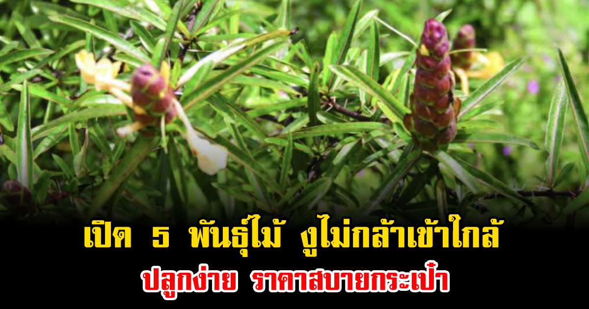 เปิด 5 พันธุ์ไม้ งูไม่กล้าเข้าใกล้ ปลูกง่าย ราคาสบายกระเป๋า