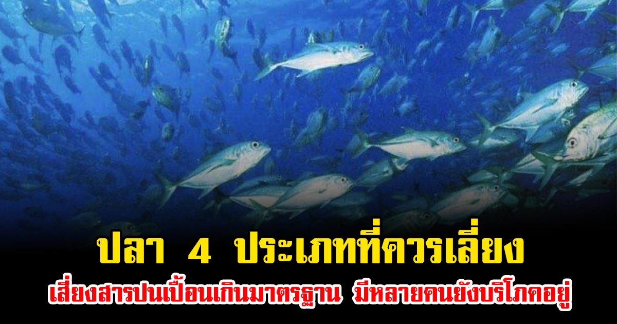 เตือน ปลา 4 ประเภทที่ควรเลี่ยง เสี่ยงสารปนเปื้อนเกินมาตรฐาน มีหลายคนยังบริโภคอยู่