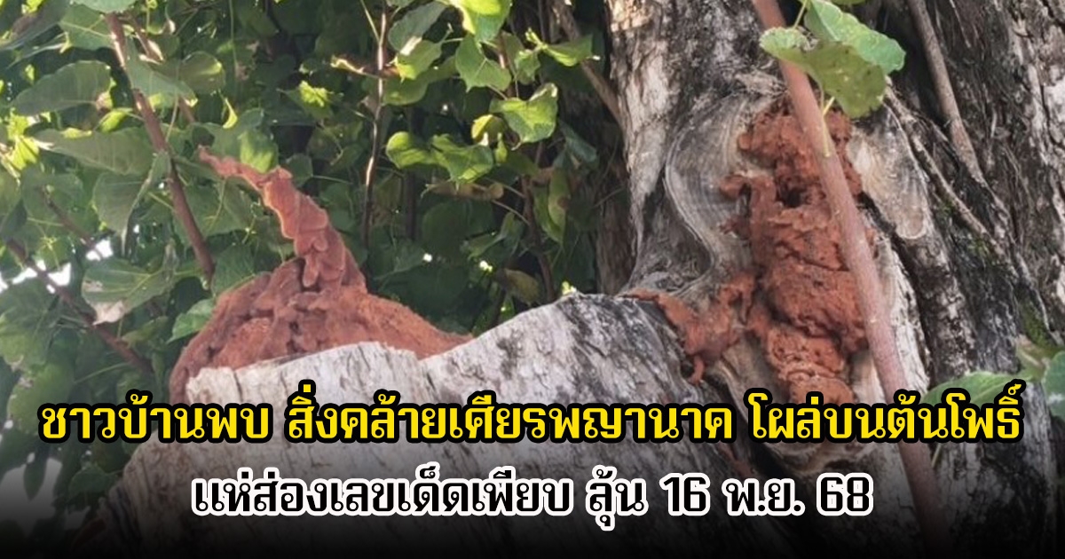 ฮือฮา ชาวบ้านพบ สิ่งประหลาดคล้ายเศียรพญานาค โผล่บนต้นโพธิ์ แห่ส่องเลขเด็ดเพียบ ลุ้น 16 พ.ย. 68