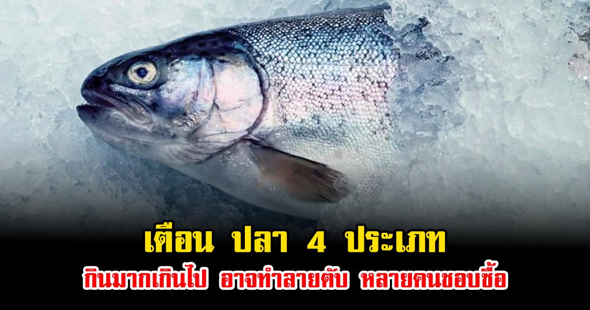 เตือน ปลา 4 ประเภท กินมากเกินไป อาจทำลายตับ หลายคนชอบซื้อ