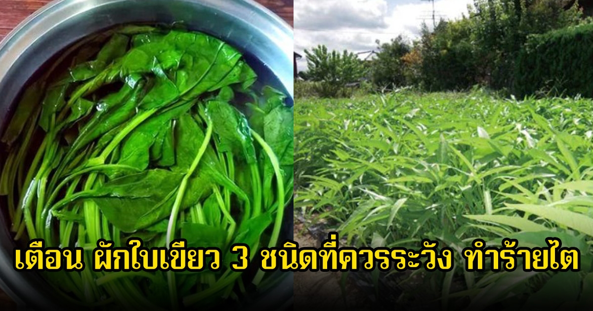 หลายคนชอบมาก! เตือน ผักใบเขียว 3 ชนิดที่ควรระวัง ทำร้ายไต ดีต่อสุขภาพแค่ไหนก็ไม่ควรกินมาก
