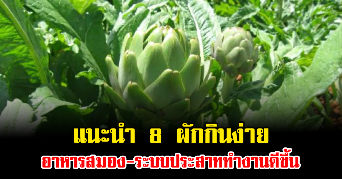 แนะนำ 8 ผักกินง่าย อาหารสมอง-ระบบประสาททำงานดีขึ้น  ประโยชน์เยอะ อยู่ใกล้ตัวมาก หลายคนยังไม่รู้
