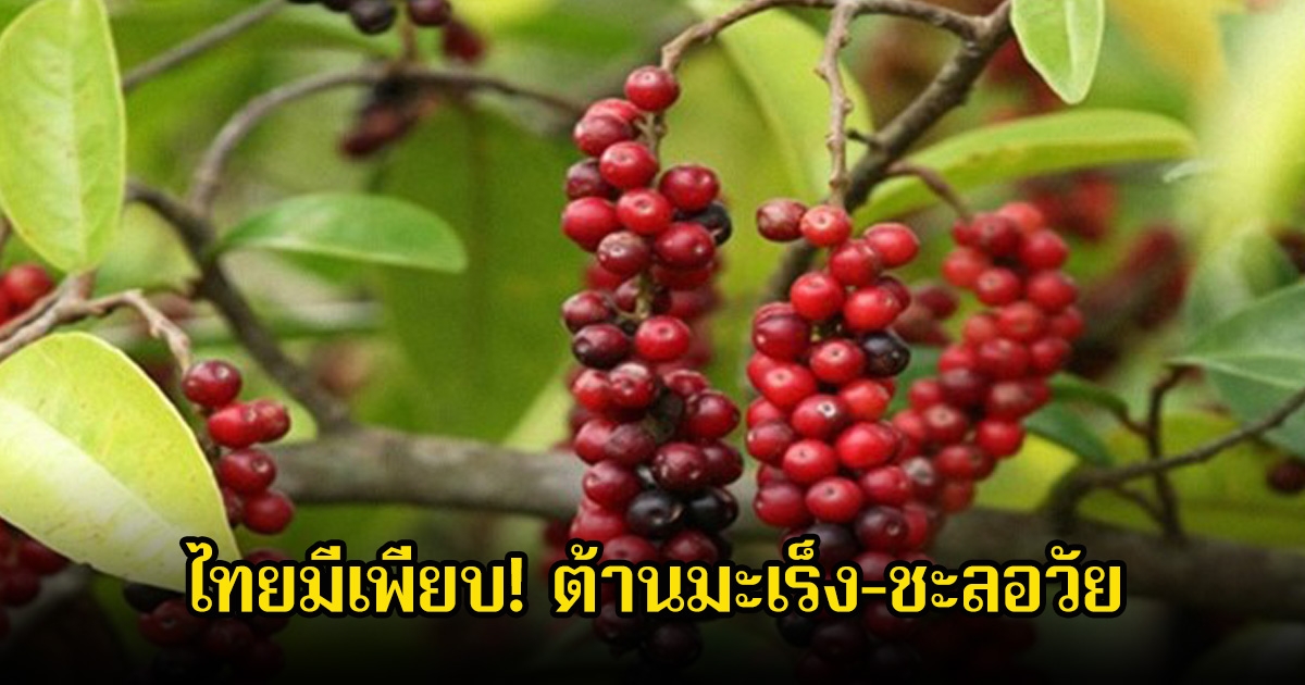ไทยมีเพียบ! 1 ผลไม้พื้นบ้าน ต้านมะเร็ง-ชะลอวัย แทบอีสานหาได้ทั่วไป