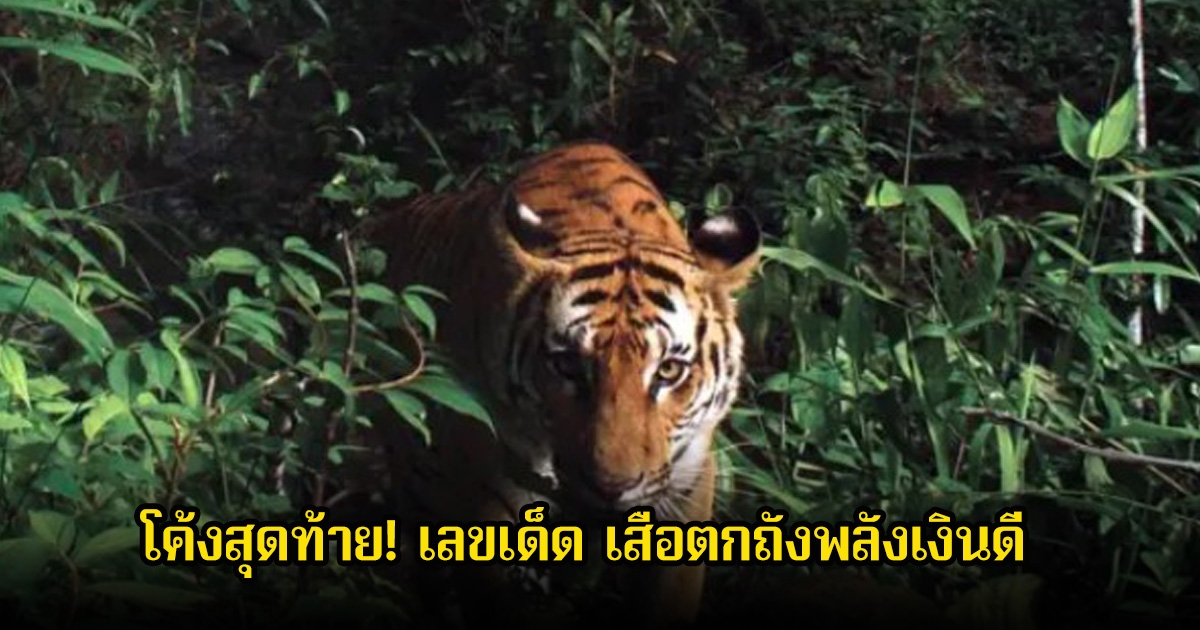 โค้งสุดท้าย! เลขเด็ด เสือตกถังพลังเงินดี ลุ้น 16 ธันวาคม 68