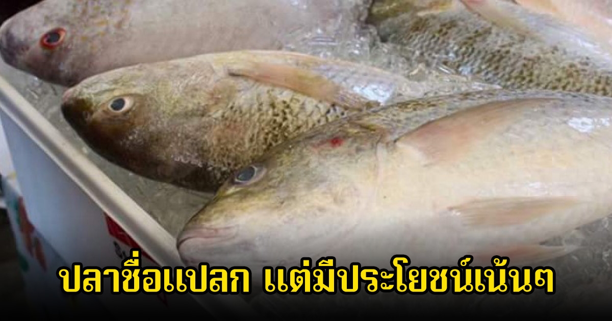 ของดีปากอ่าวไทย! ปลาชื่อแปลก หลายคนไม่รู้จัก แต่มีประโยชน์เน้นๆ