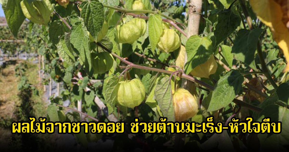 หลายคนมองข้าม! ผลไม้จากชาวดอย ช่วยต้านมะเร็ง-หัวใจตีบ