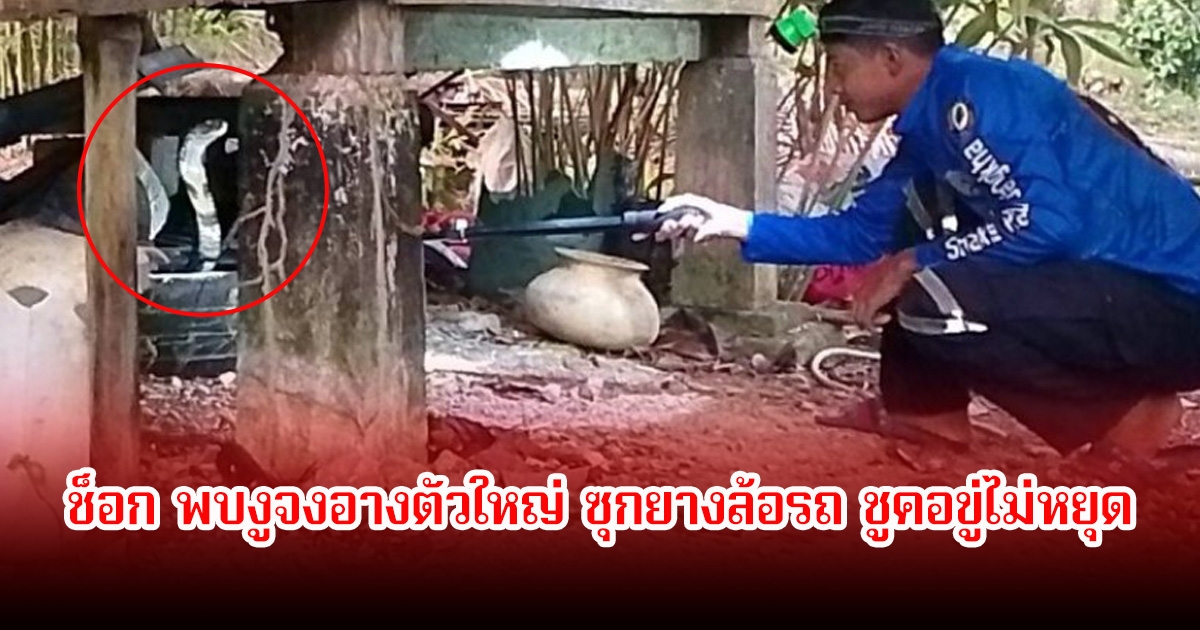 เจ้าของบ้านช็อก! พบงูจงอางตัวใหญ่ ซุกยางล้อรถ ชูคอขู่ไม่หยุด แจ้งเจ้าหน้าที่จับทันที