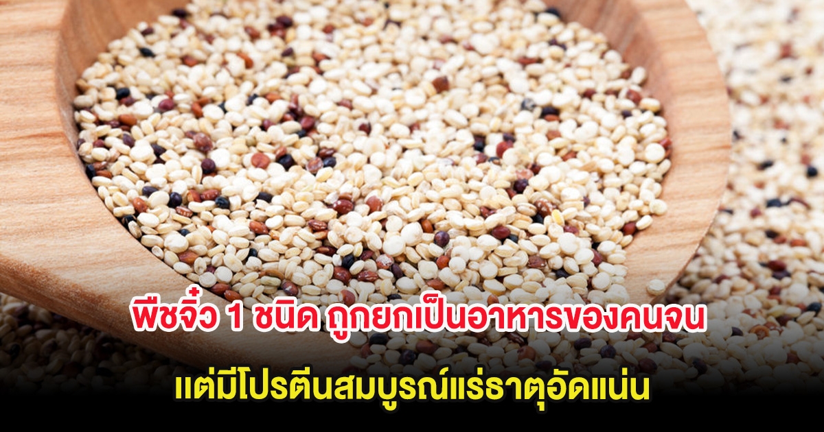 พืชจิ๋ว 1 ชนิด ถูกยกเป็นอาหารของคนจน เเต่มีโปรตีนสมบูรณ์แร่ธาตุอัดแน่น