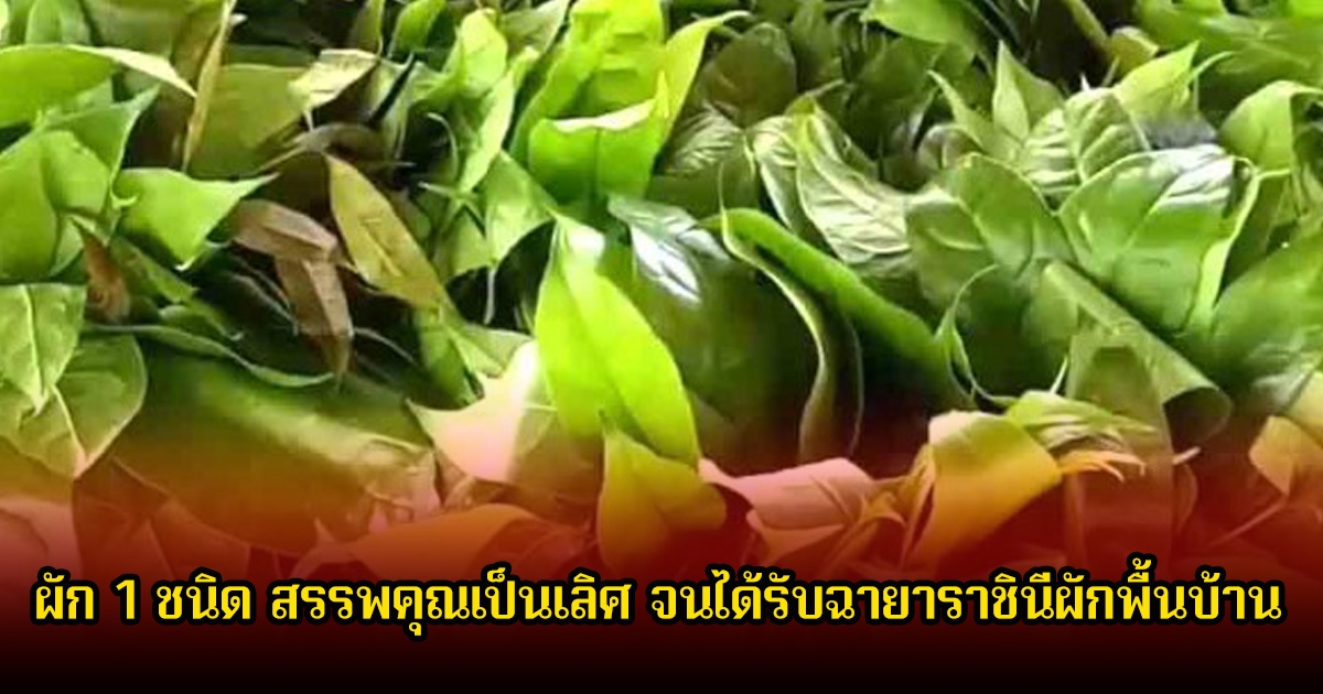 ผัก 1 ชนิด สรรพคุณเป็นเลิศ จนได้รับฉายาราชินีผักพื้นบ้าน ต้านมะเร็งได้
