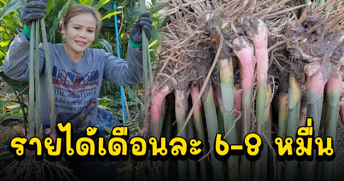 สาวอุบลฯ ปลูกข่าอินทรีย์ สร้างรายได้งาม