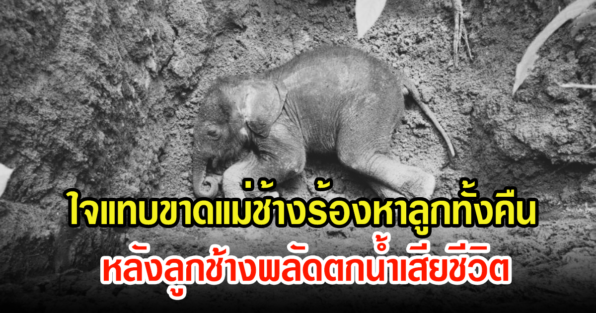 สุดเศร้า ลูกช้างป่า ถูกกระแสน้ำพลัดเสียชีวิต ใจแทบขาดแม่ช้างร้องหาลูกทั้งคืน