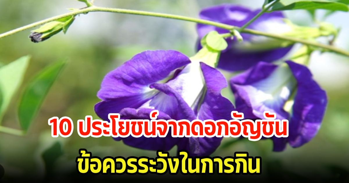 ดูเลย 10 ประโยชน์ จากดอกอัญชัน และข้อควรระวังในการกิน