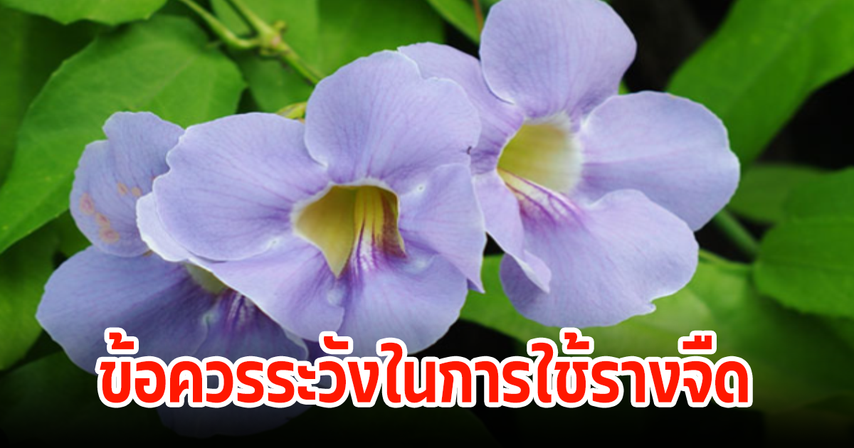 ต้องรู้ 10 สรรพคุณรางจืด และข้อควรระวังที่ทุกคนไม่ทราบ